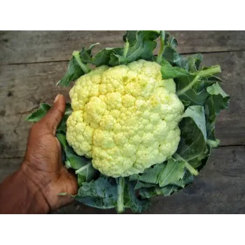 Cauliflower (33)-6445026-41535.webp